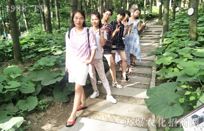 洛陽白云山,感受云海之上的壯美