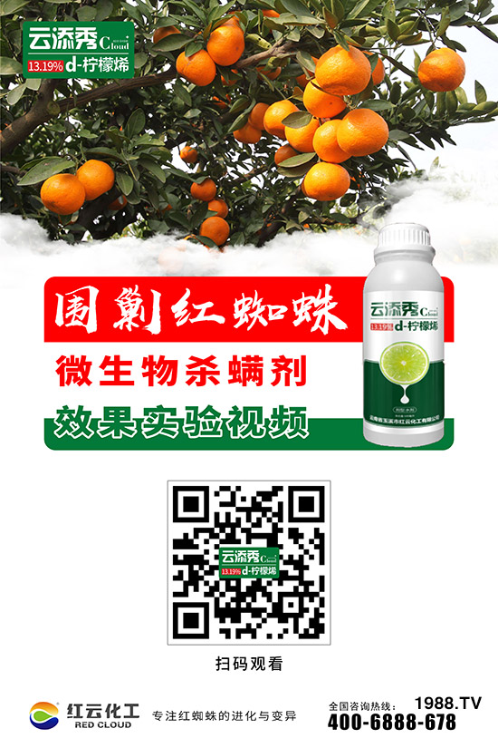 tƻףٸRT࣬´