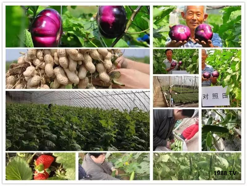 礦源黃腐酸鉀——精品肥!1公斤=8噸有機(jī)肥!新疆源頭直發(fā)。。