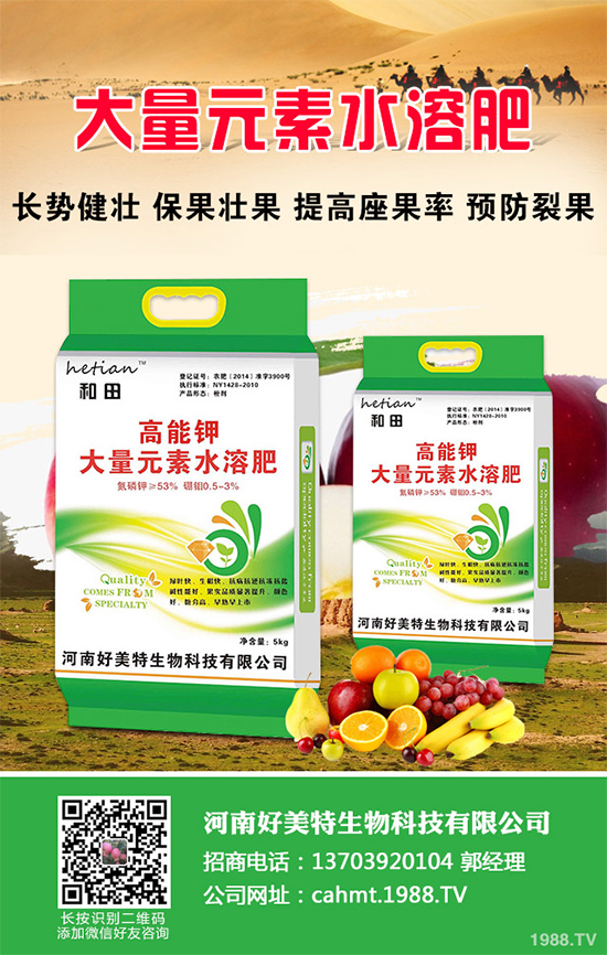 大棚西芹你知道該如何種植嗎?大棚西芹種植管理技術(shù)