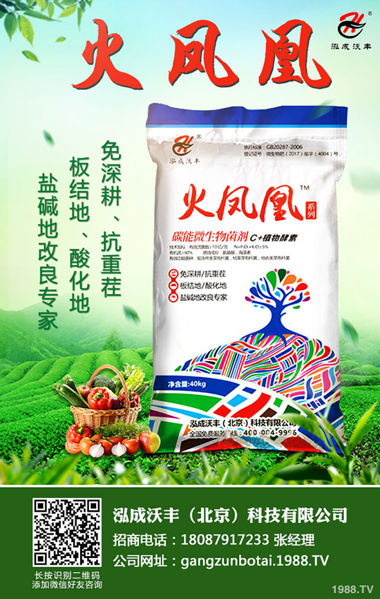 2020年種植生姜賺錢么?前景怎樣?一畝生姜投資及效益分析!