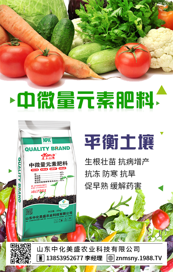 茶樹(shù)菇如何種植?茶樹(shù)菇的種植技術(shù)!