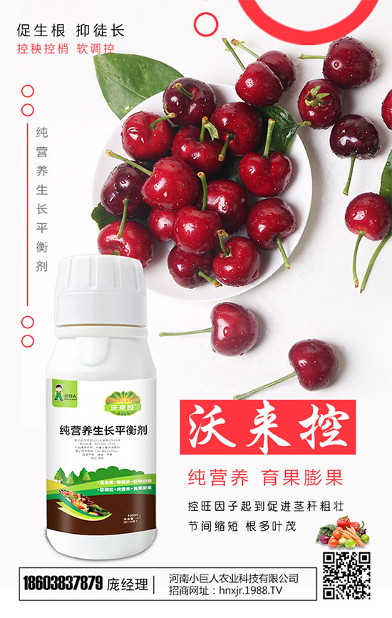 種黃精賺錢嗎?價格多少錢一斤?2020黃精種植前景及成本分析!