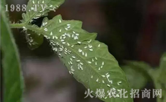 防治高抗性白粉虱——殺蟲殺卵一招制敵