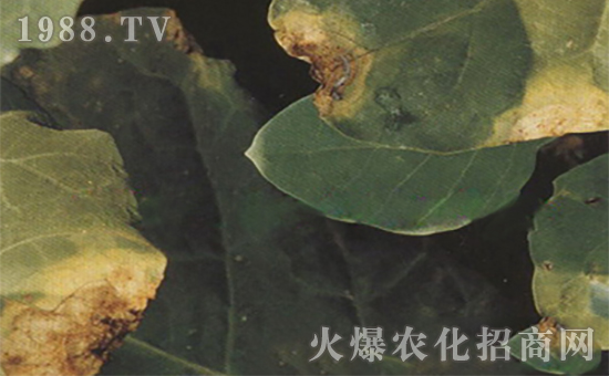 芥藍黑腐病3