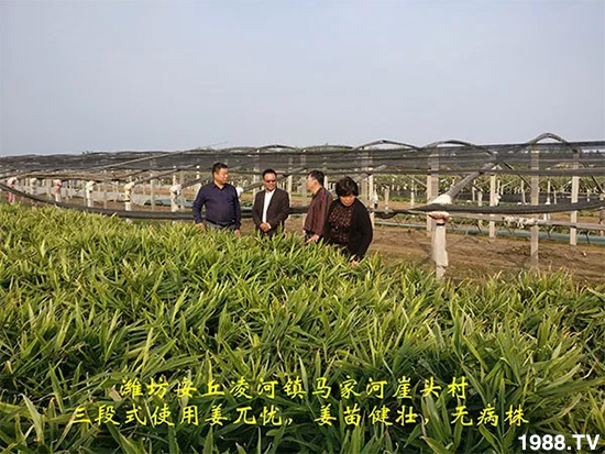 發(fā)明專利產(chǎn)品——姜兀憂,三段式防控爛脖子!用戶紛紛反饋效果,火了!