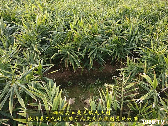 發(fā)明專利產(chǎn)品——姜兀憂,三段式防控爛脖子!用戶紛紛反饋效果,火了!