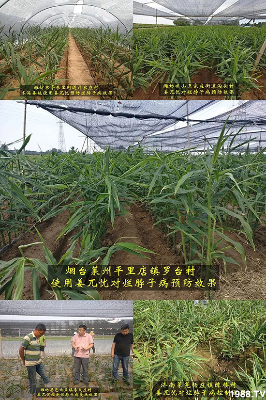 發(fā)明專利產(chǎn)品——姜兀憂,三段式防控爛脖子!用戶紛紛反饋效果,火了!