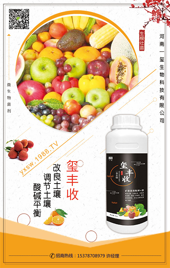 檳榔芋怎么種植?檳榔芋種植技術(shù)!