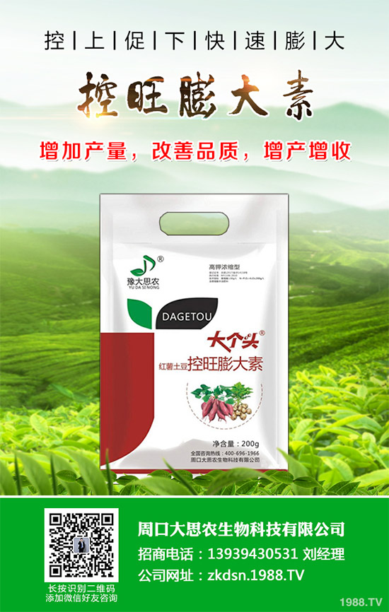 茄子瘋長(zhǎng)到不結(jié)果是咋回事?該如何預(yù)防?茄子瘋長(zhǎng)的發(fā)生原因及預(yù)防措施!