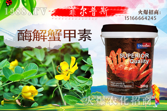 龍葵怎么種植?龍葵種植技術(shù)要點!