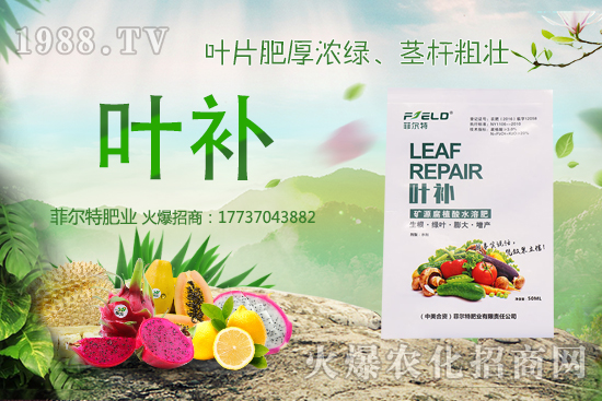 無花果種植前景怎么樣?無花果種植時間和方法!