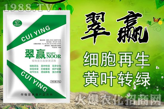 桃樹苗嫁接技巧