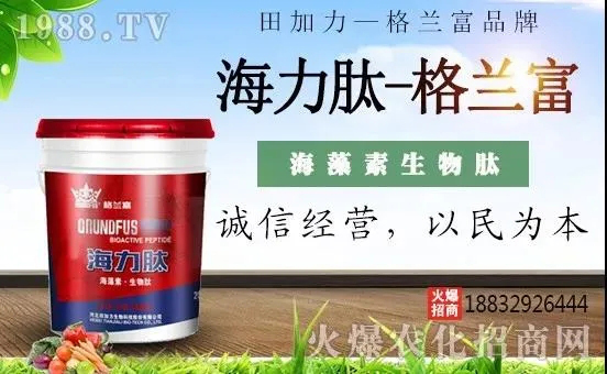 海藻肥
