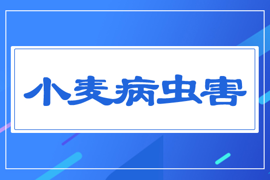 小麥病蟲害
