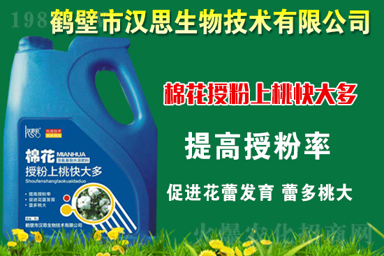 棉花種植怎么管理?棉花各生長期管理要點