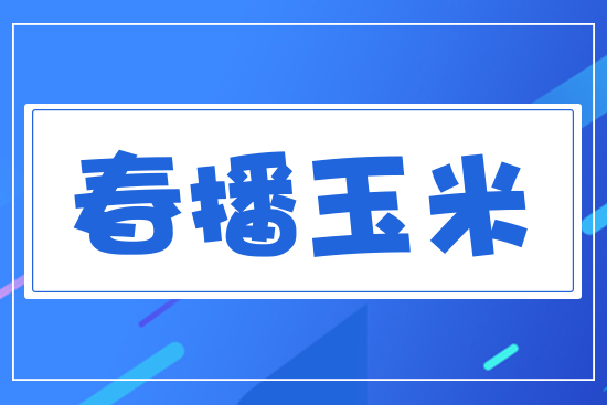 春播玉米