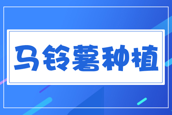 馬鈴薯
