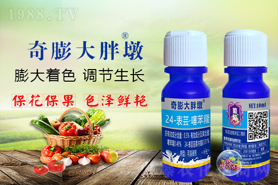 “作物要高產(chǎn),膨果是關(guān)鍵!”果實膨大快、轉(zhuǎn)色好、賣相佳,后期的產(chǎn)量和品質(zhì)才有。近來許多的果農(nóng)菜農(nóng)紛紛反映自家的作物坐不住果、膨果慢甚至不膨果,即便膨果,后期軟果空果等情況頻繁發(fā)生,