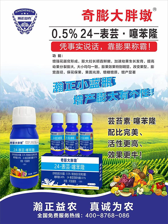 “作物要高產(chǎn),膨果是關(guān)鍵!”果實膨大快、轉(zhuǎn)色好、賣相佳,后期的產(chǎn)量和品質(zhì)才有。近來許多的果農(nóng)菜農(nóng)紛紛反映自家的作物坐不住果、膨果慢甚至不膨果,即便膨果,后期軟果空果等情況頻繁發(fā)生,