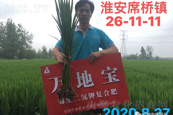 水稻分蘗不好對產(chǎn)量有多大影響?促進水稻分蘗怎么做?