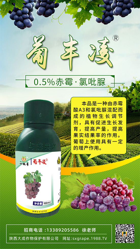 葡萄果粒稀疏,大小粒嚴(yán)重怎么辦?這些管理相當(dāng)重要