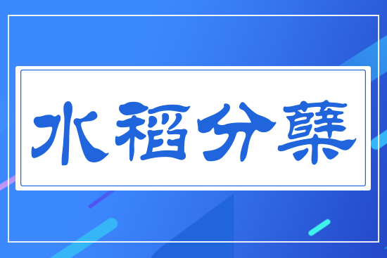 水稻分蘗