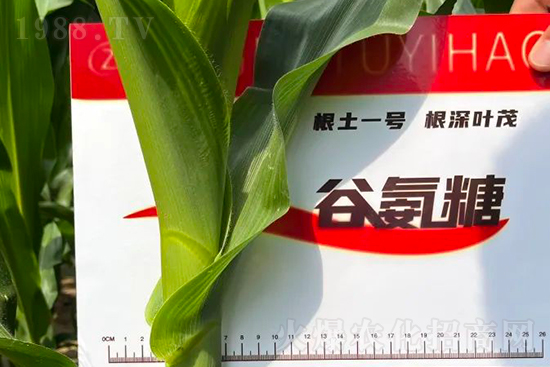 渾源玉米頂呱呱,營養(yǎng)補(bǔ)充全靠它