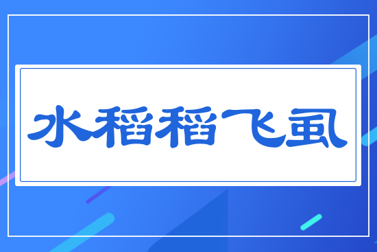 水稻稻飛虱
