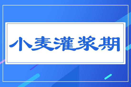 小麥灌漿期