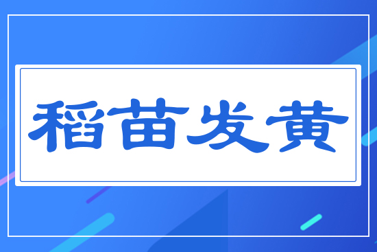 稻苗發(fā)黃