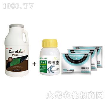 護禾彩+毒清組合-病毒病防治方案-民德利華