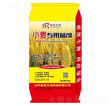 С(zhun)þ-P